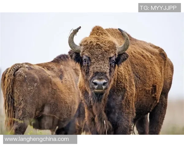 你不知道的公牛：十大冷知识大揭秘